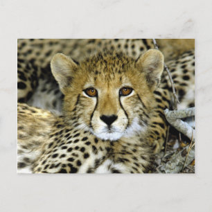 Cute Cheetah Postcard
