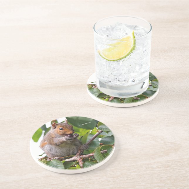 Cute Cherry Picking Eastern Grey Squirrel Coaster (Side)
