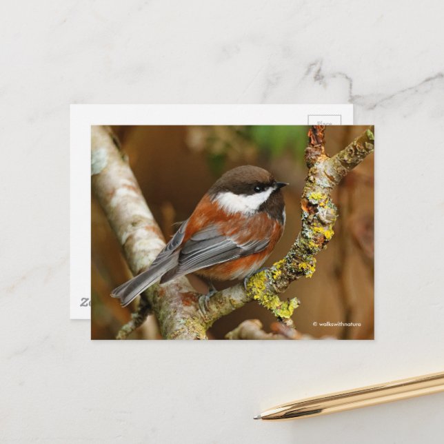 Cute Chestnut-Backed Chickadee on Pear Tree Postcard (Front/Back In Situ)