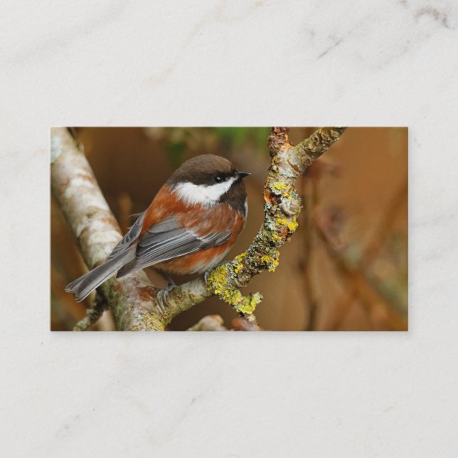 Cute Chestnut-Backed Chickadee on the Pear Tree Business Card (Front)