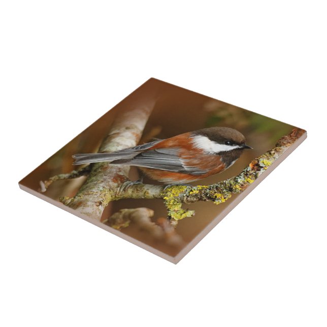 Cute Chestnut-Backed Chickadee on the Pear Tree Tile (Side)