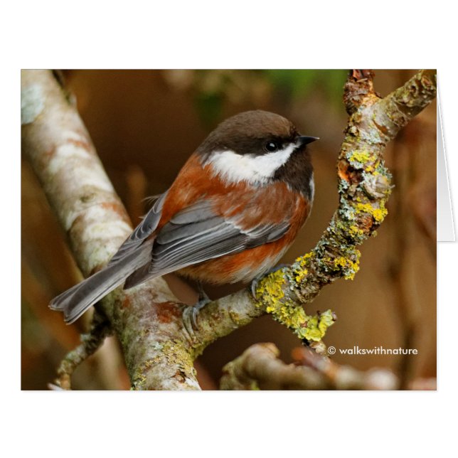 Cute Chestnut-Backed Chickadee Songbird (Front Horizontal)