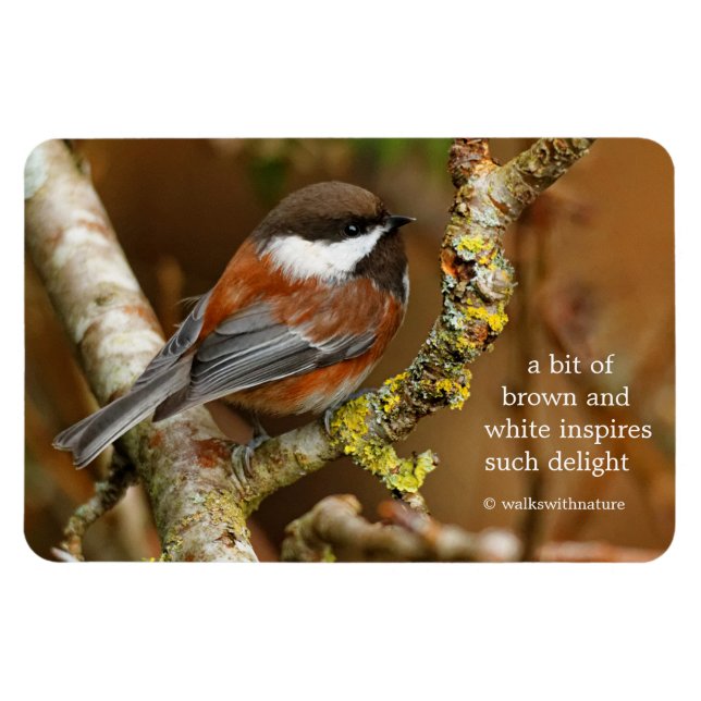 Cute Chestnut-Backed Chickadee Songbird in Tree Magnet (Horizontal)