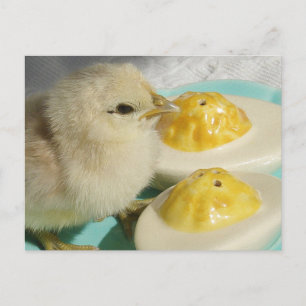 Cute Chick and Deviled Eggs  Postcard