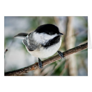 Cute Chickadee in Winter