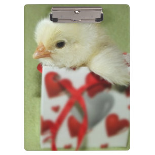 cute chicken chick sits in gift box with red heart clipboard