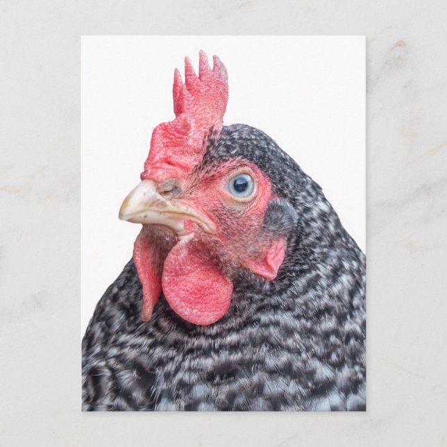 Cute Chicken Photo Black and White Feathers Postcard (Front)
