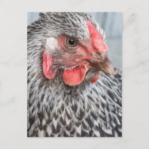Cute Chicken Photo Black and White Feathers Postcard