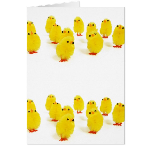 cute chicks (Front)