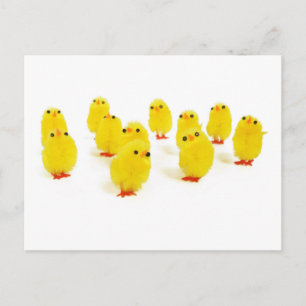 cute chicks postcard