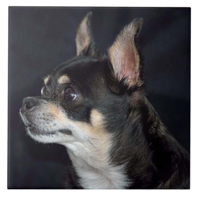 Cute Chihuahua Dog Tile (Front)