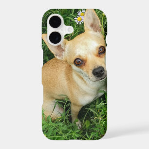 Cute Chihuahua in Grass Meadow