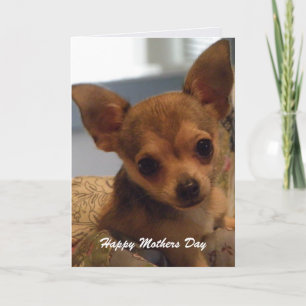Cute Chihuahua: Mothers Day Card