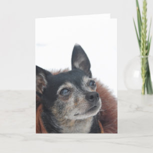 Cute Chihuahua Photos Greeting Card
