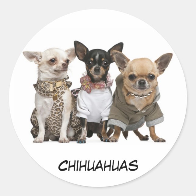 Cute Chihuahuas Classic Round Sticker (Front)