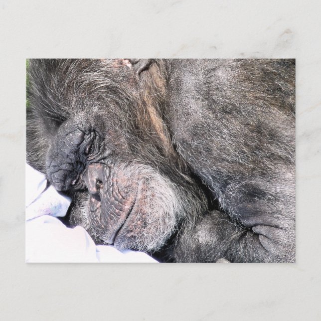 CUTE CHIMPANZEE POSTCARD (Front)