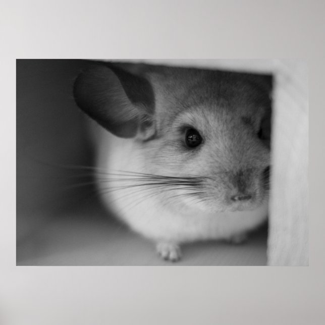 Cute Chinchilla Poster (Front)