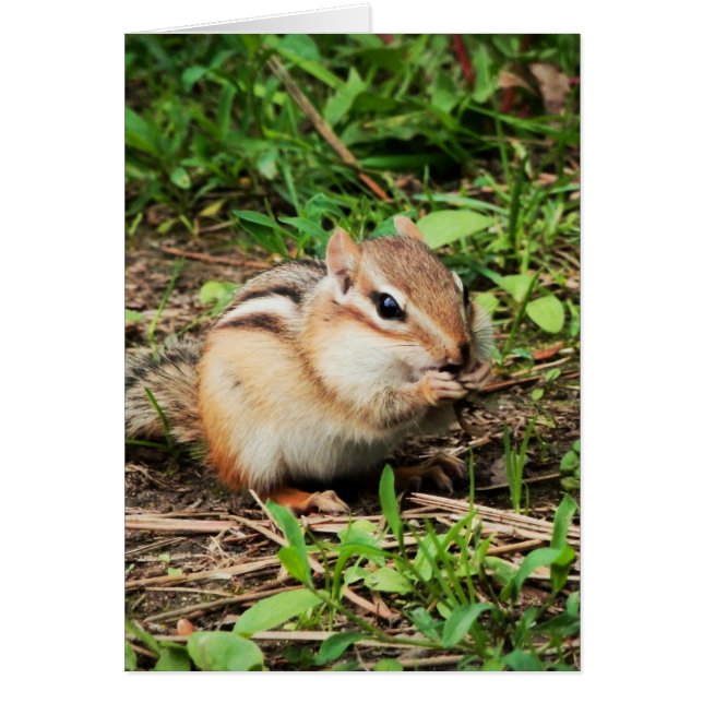 Cute Chipmunk (Front)