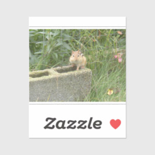 Cute Chipmunk