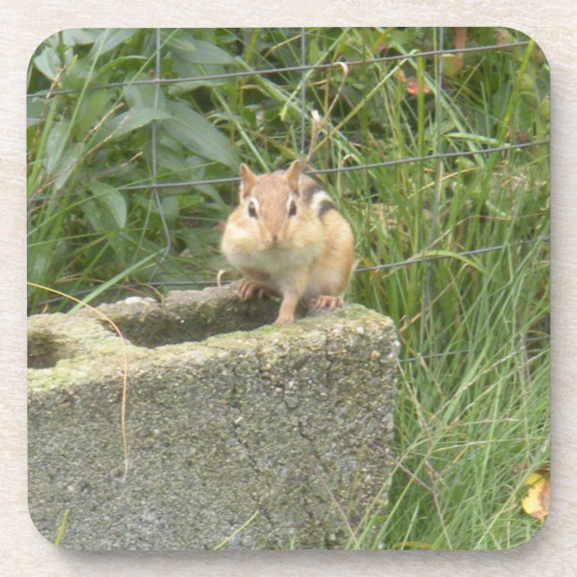 Cute Chipmunk Coaster (Front)