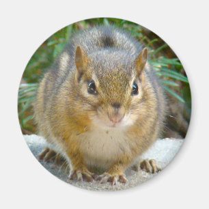 Cute Chipmunk Has His Eye On You Magnet
