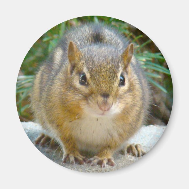 Cute Chipmunk Has His Eye On You Magnet (Front)
