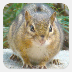 Cute Chipmunk Has His Eye On You Square Sticker