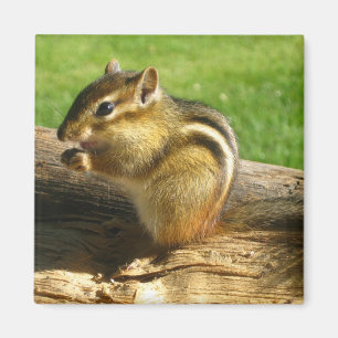 Cute Chipmunk Magnet