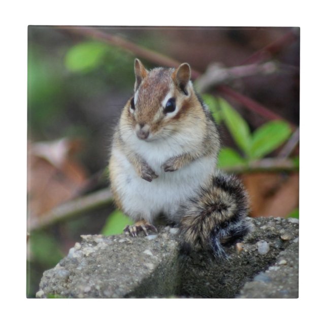 Cute Chipmunk On Rock Animal Tile (Front)