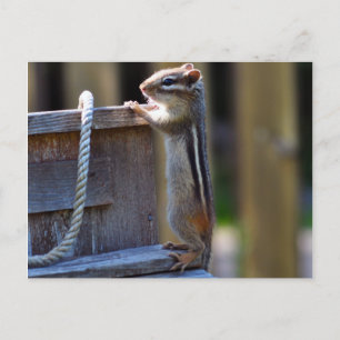 Cute Chipmunk Postcard
