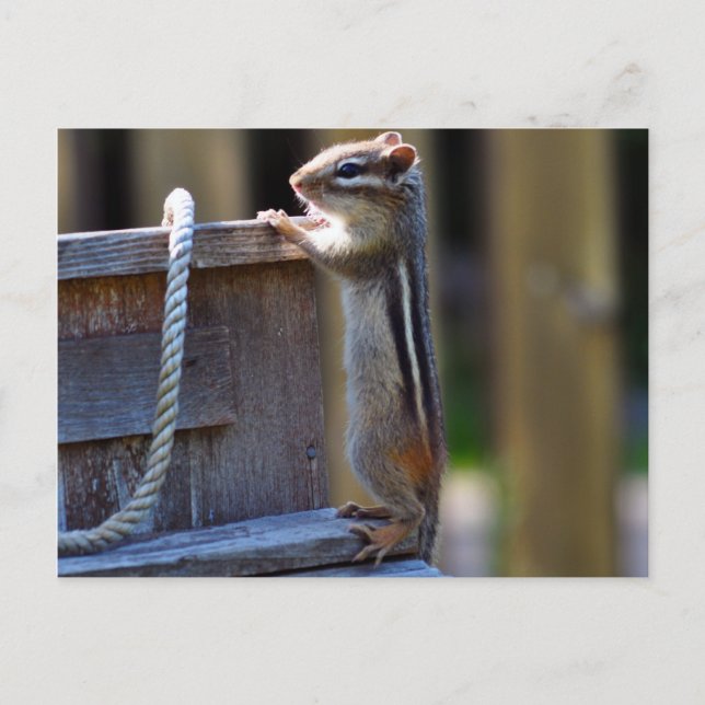 Cute Chipmunk Postcard (Front)