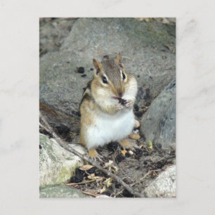 Cute Chipmunk Postcard