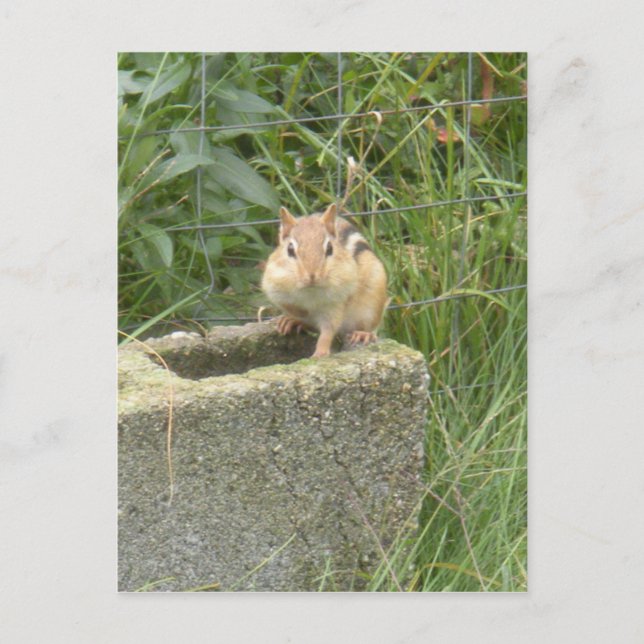 Cute Chipmunk Postcard (Front)
