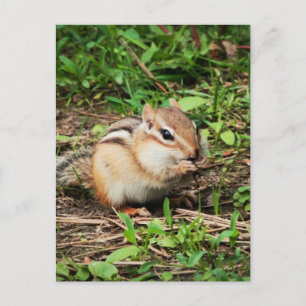 Cute Chipmunk Postcard