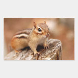 Cute Chipmunk Waiting Rectangular Sticker