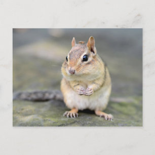 Cute Chipmunk with Bug Friend Postcard