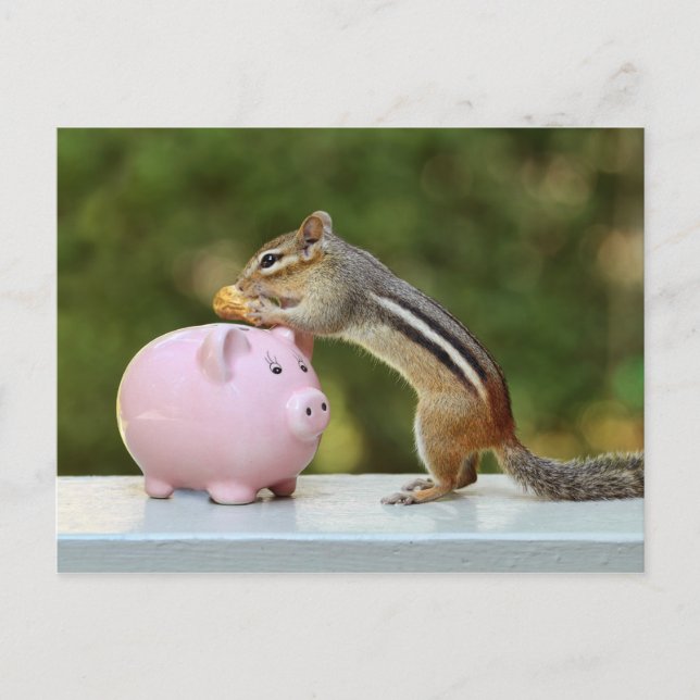 Cute Chipmunk with Funny Money Piggy Bank Picture Postcard (Front)