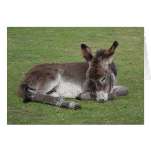 Cute chocolate donkey baby foal asleep