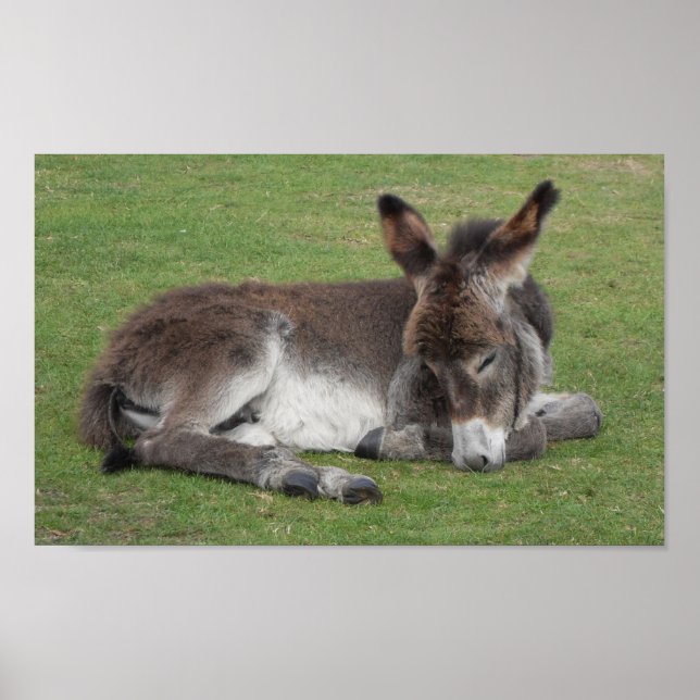Cute chocolate donkey baby foal sleeping poster (Front)