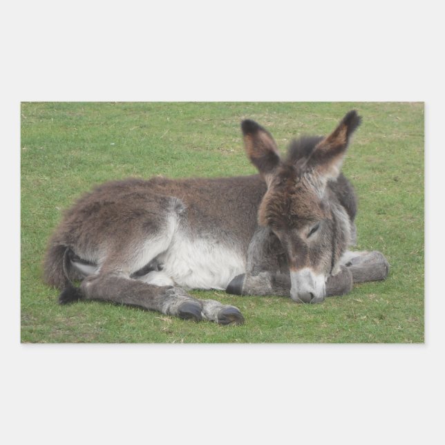 Cute chocolate donkey baby foal sleeping rectangular sticker (Front)