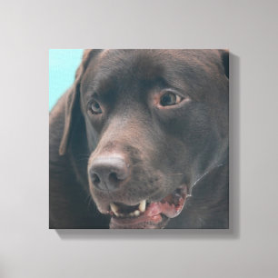 Cute Chocolate Lab Canvas Print