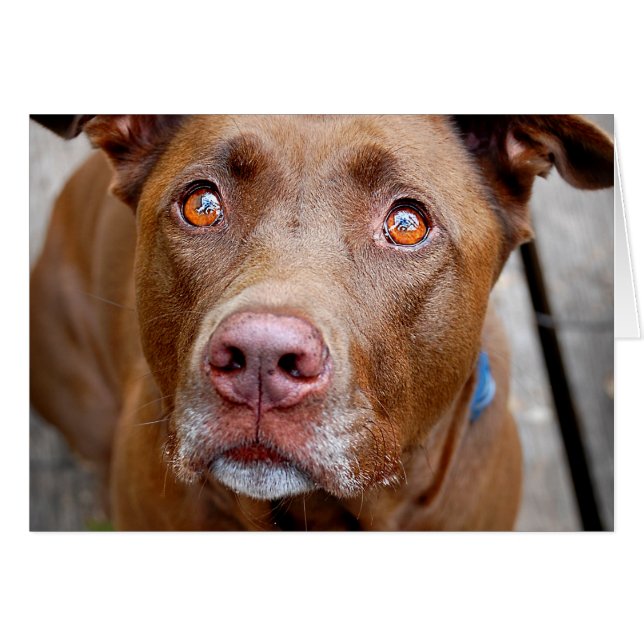 Cute Chocolate Lab Pit Mix Dog 7 (Front Horizontal)