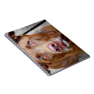 Cute Chocolate Lab Pit Mix Dog 7 Spiral Notebook