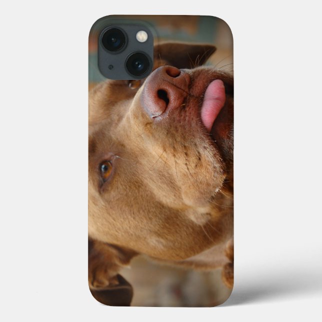Cute chocolate Lab Pit Mix Dog Case-Mate iPhone Case (Back)