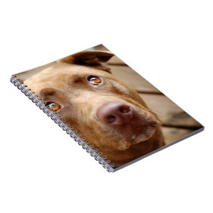 Cute Chocolate Lab Pit Mix Dog Portrait 5 Spiral Notebook