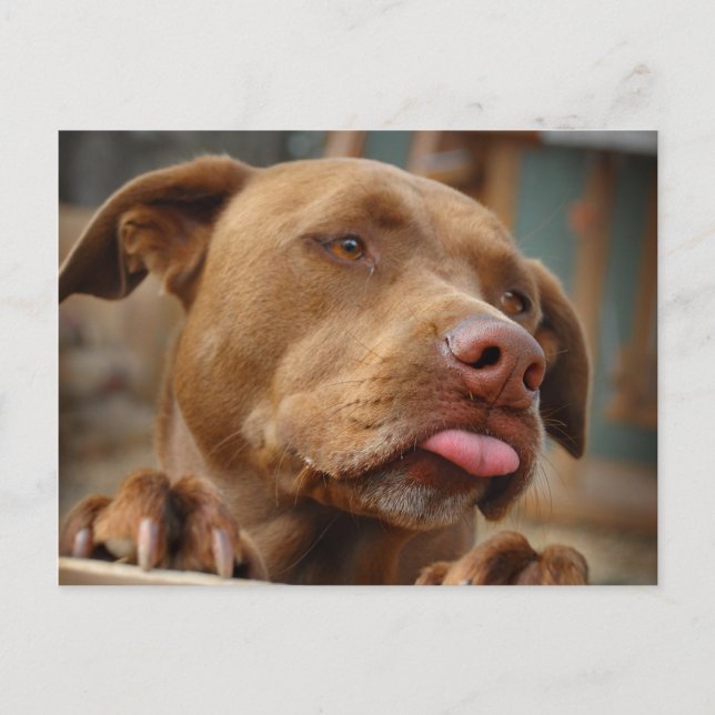 Cute chocolate Lab Pit Mix Dog Postcard (Front)