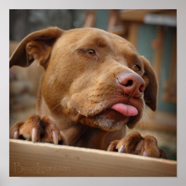Cute chocolate Lab Pit Mix Dog Poster (Front)