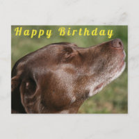 Cute Chocolate Labrador Dog - Happy Birthday
