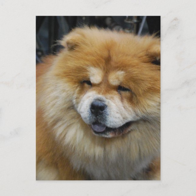 Cute Chow Chow  Postcard (Front)