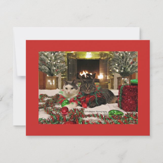 Cute Christmas Cats Holiday Card (Front)